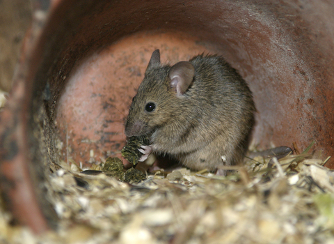 House mouse | Durham